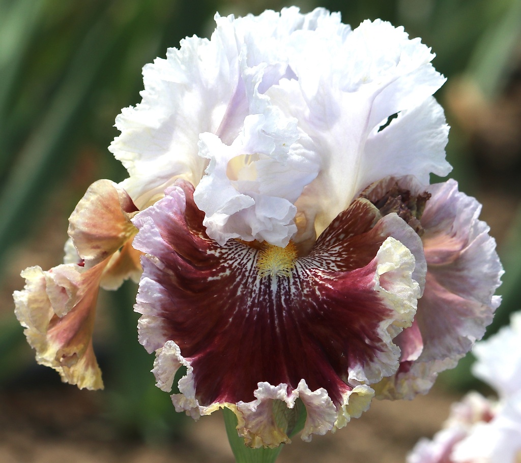 Total Surprise Mid America Garden